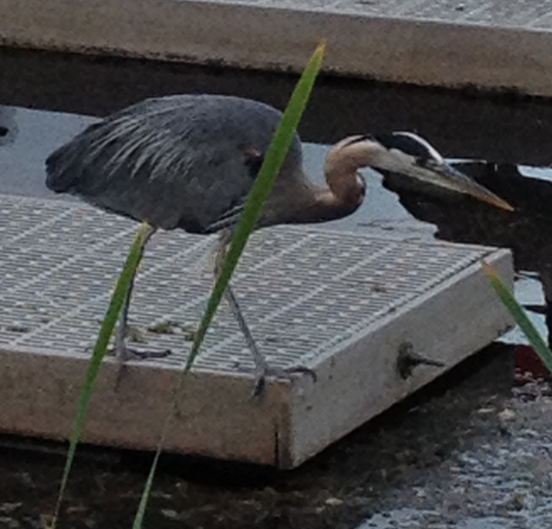 A photographic image of an embattled bird, possibly an egret.