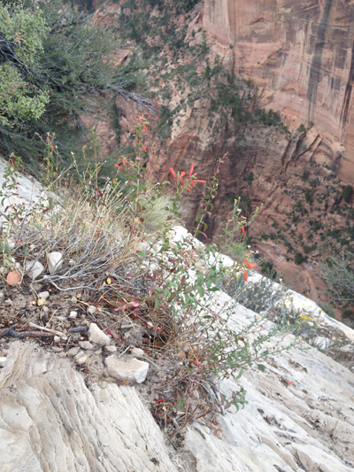 Red Mountain Flowers, Angels Landing, Zion National Park, Utah