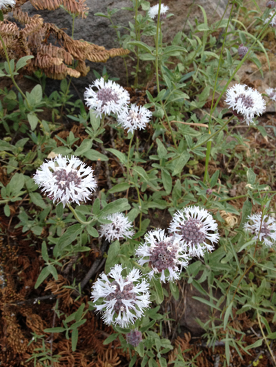 Wildflowers, Broken-Off Mountain