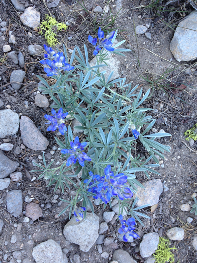 Wildflowers, Broken-Off Mountain