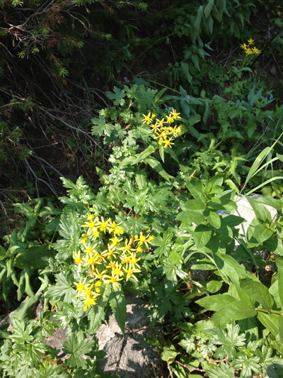 A Bush of Flowers, Cascade Canyon Trail, Grand Teton National Park, Utah