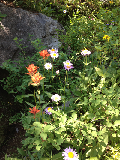 A Group of Flowers of Various Sorts, Cascade Canyon Trail, Grand Teton National Park, Utah