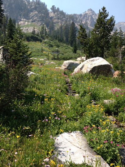 A Group of Flowers of Various Sorts, Cascade Canyon Trail, Grand Teton National Park, Utah