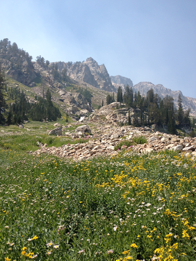 A Group of Flowers of Various Sorts, Cascade Canyon Trail, Grand Teton National Park, Utah