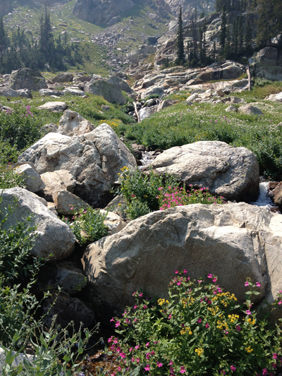 A Group of Flowers of Various Sorts, Cascade Canyon Trail, Grand Teton National Park, Utah
