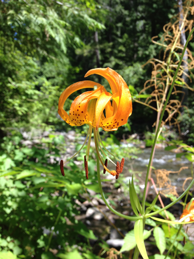 Wildflower, Deer Creek Trail, Umpqua National Forest