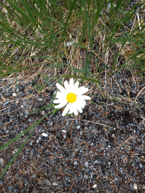 Wildflower, Eagles Peak, Mt. Rainier