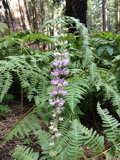 Wildflowers, The Giant Forest, Sequoia National Park