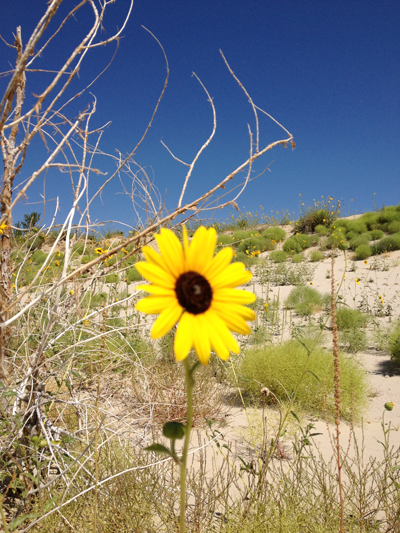 A bright yellow sunflower against a deep blue sky, Arthur Beach, Lake McConaughy Recreation, Nebraska