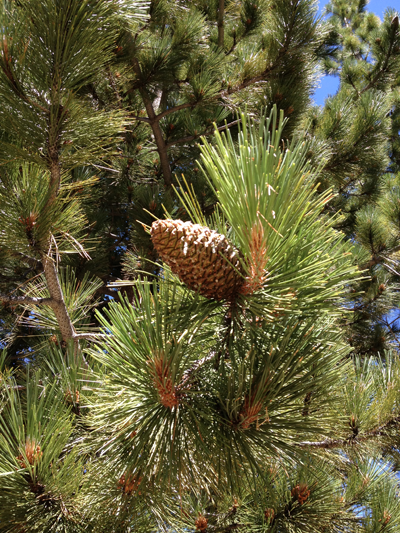 Wildflowers, Lake Tahoe National Forest