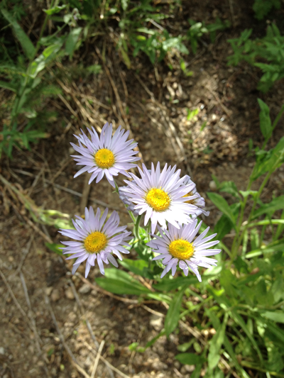 Wildflowers, Mt. Alta, Sequoia National Park