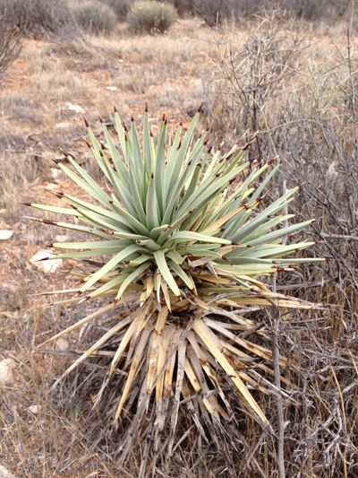 Desert Plant, Red Rock Canyon Recreational Area, Nevada