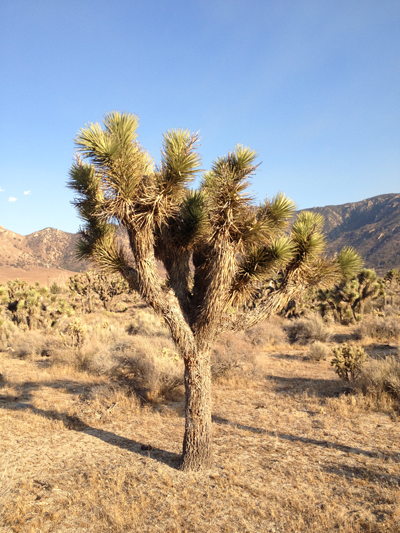 Cactus, Ridgecrest, California