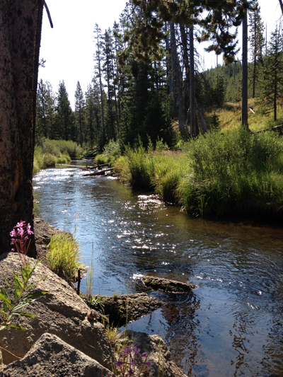 A red wildflower along the creek leading to the cascade, Virginia Cascade, Yellowstone National Park, Wyoming