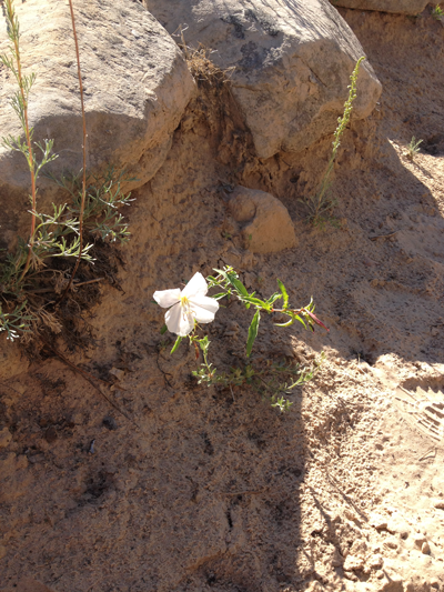 A Solitary Flower Amidst Rock, West Rim Trail, Zion National Park, Utah