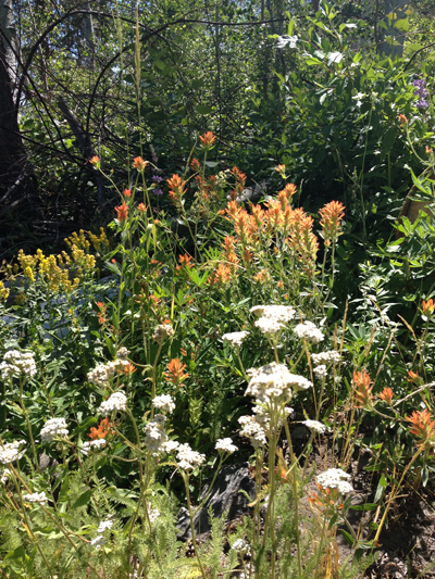 Wildflowers, Yosemite National Park