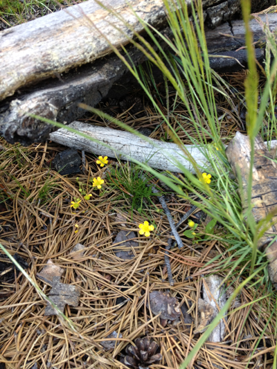 Wildflowers, Yosemite National Park