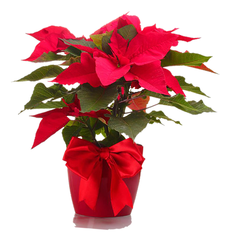 Fixed background image of planted pointsettia.