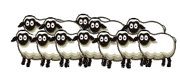 Image of a left-aligned herd of sheep that blink their eyes together.